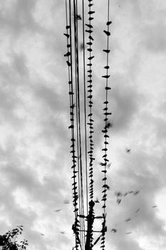 �˿˸�Ӧ����Ƶ�����غ��Ϲ�Ա��Ǩ����:ҪάȨȥ����...